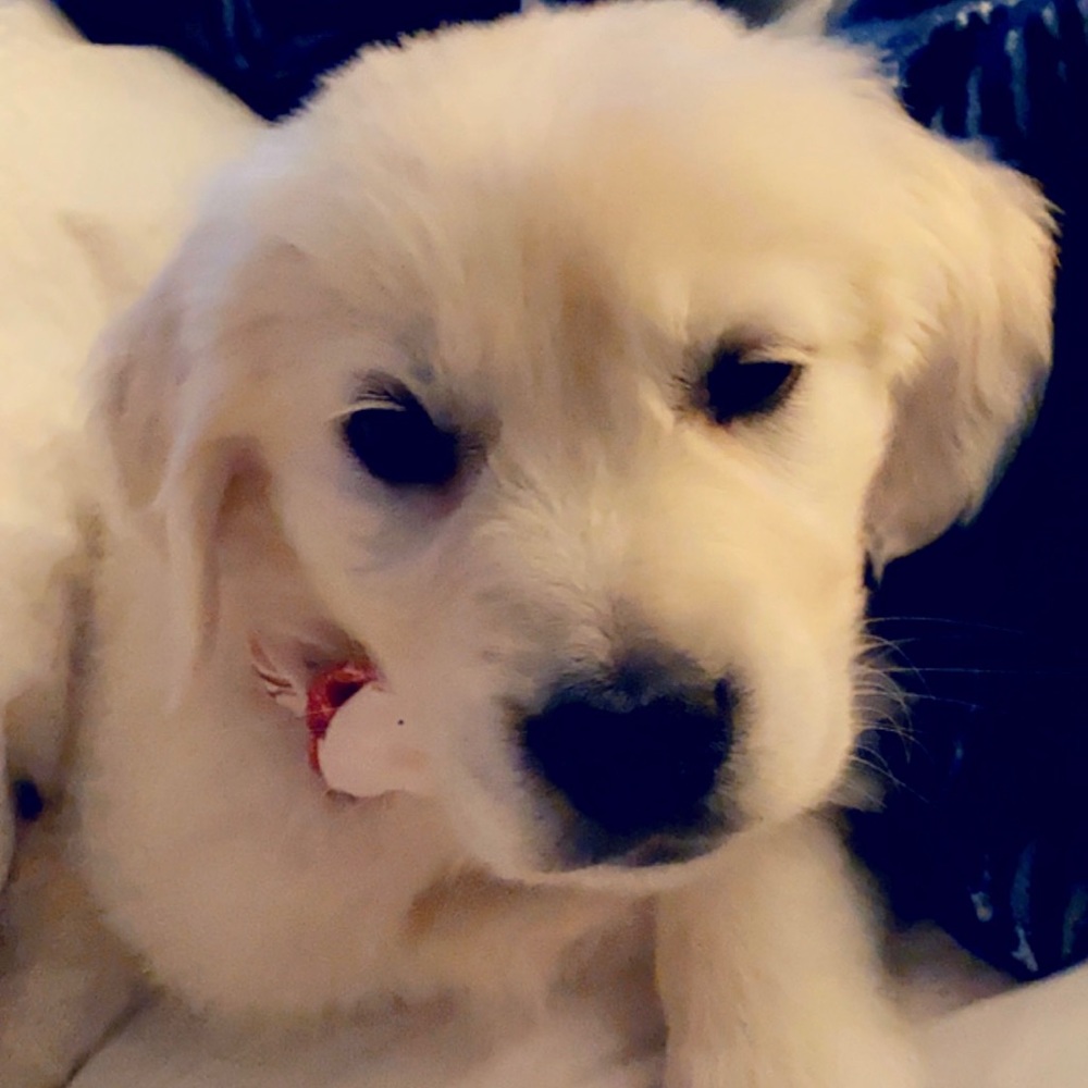 Meet your Posher, Silvia